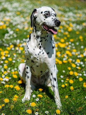 Dalmatian sat in a green field with dandelions around