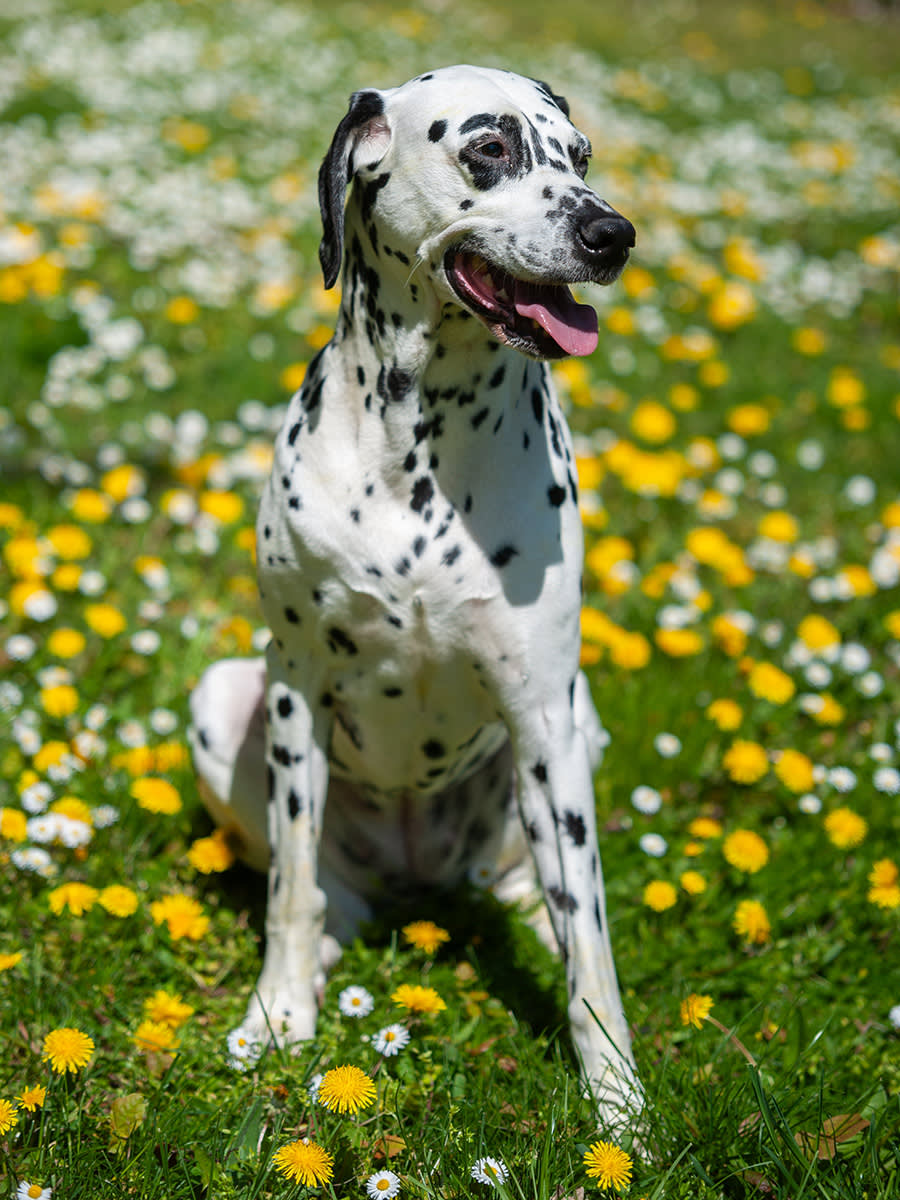 Dalmatian sat in a green field with dandelions around
