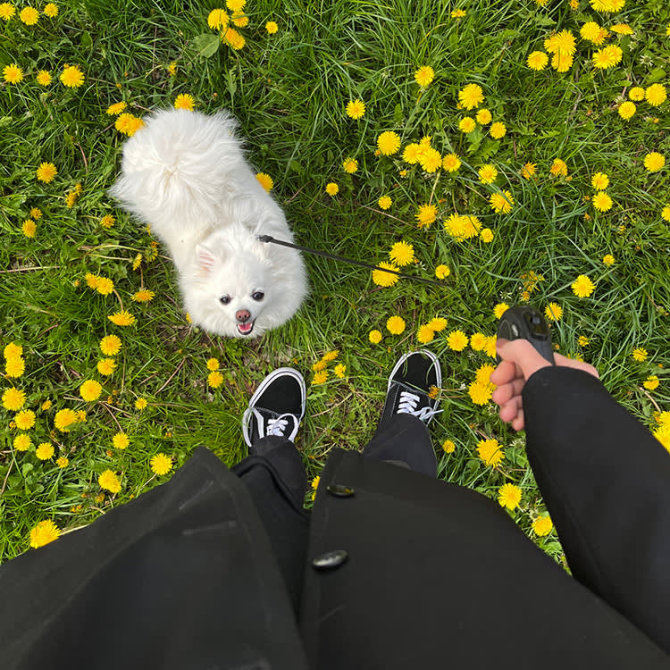 A girl stands with her small white dog among dandelions.