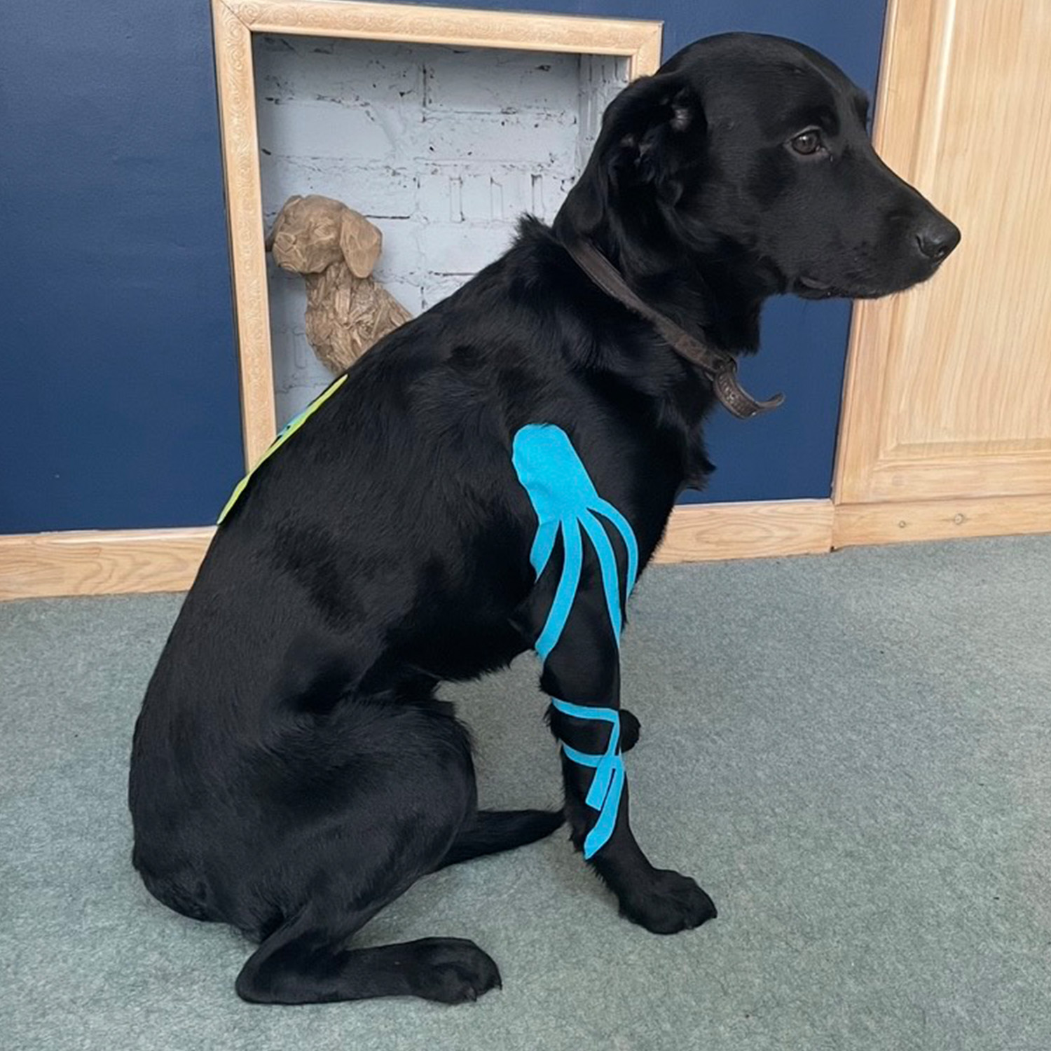 A black labrador with blue k-tape on his shoulder and leg