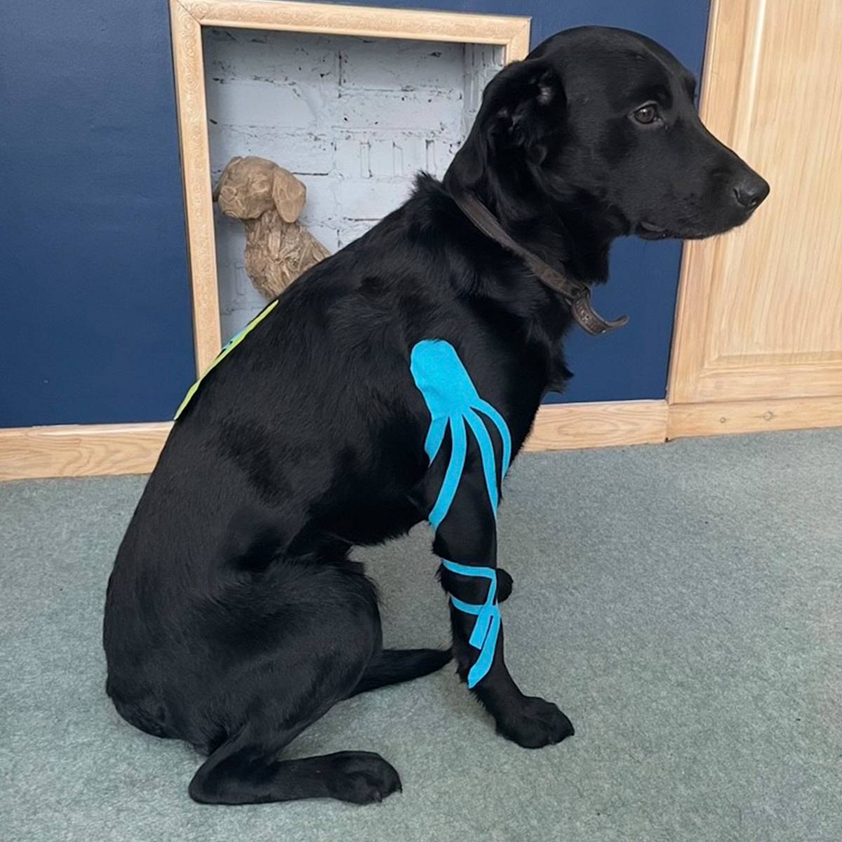 A black labrador with blue k-tape on his shoulder and leg