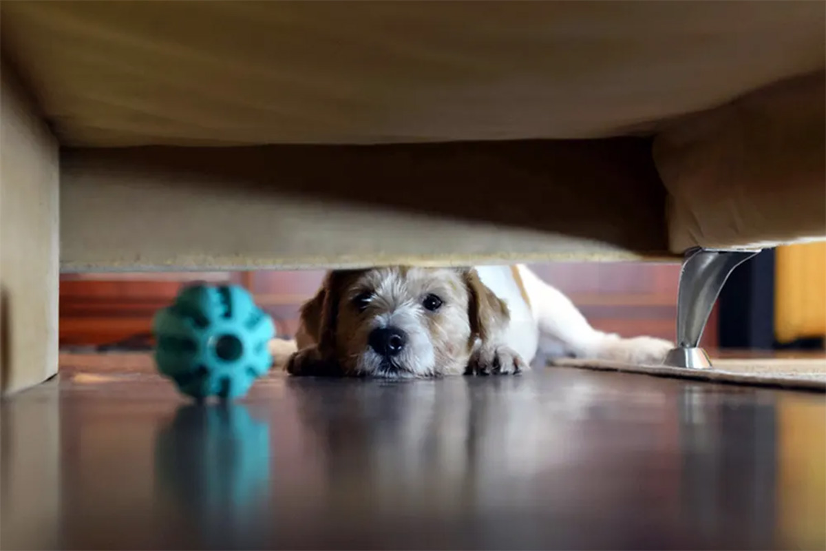 dog staring at ball under couch