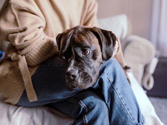 Sad boxer rests on owners lap, dog doesn't want to be touched