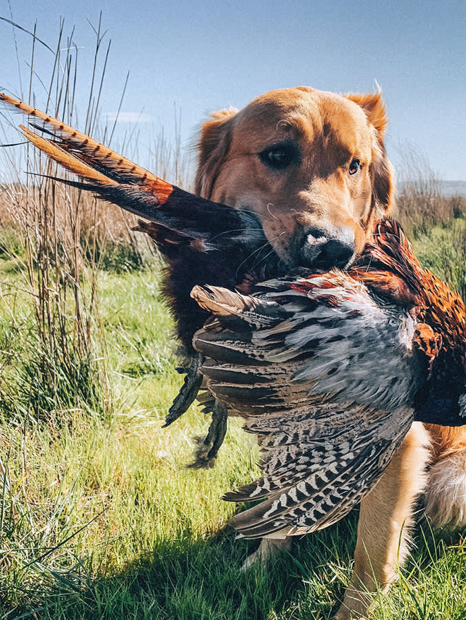 A Retriever dog breed holding a wild pheasant in its mouth in a grassy prairie outside with blue skies