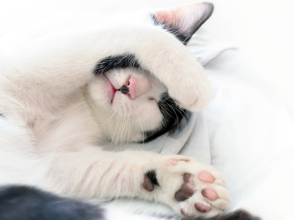 Cute cat sleeping with its paws covering its face.