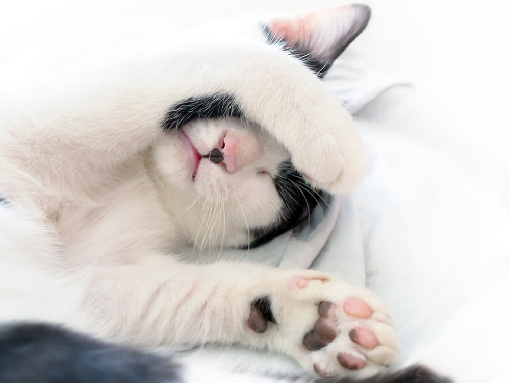Cute cat sleeping with its paws covering its face.