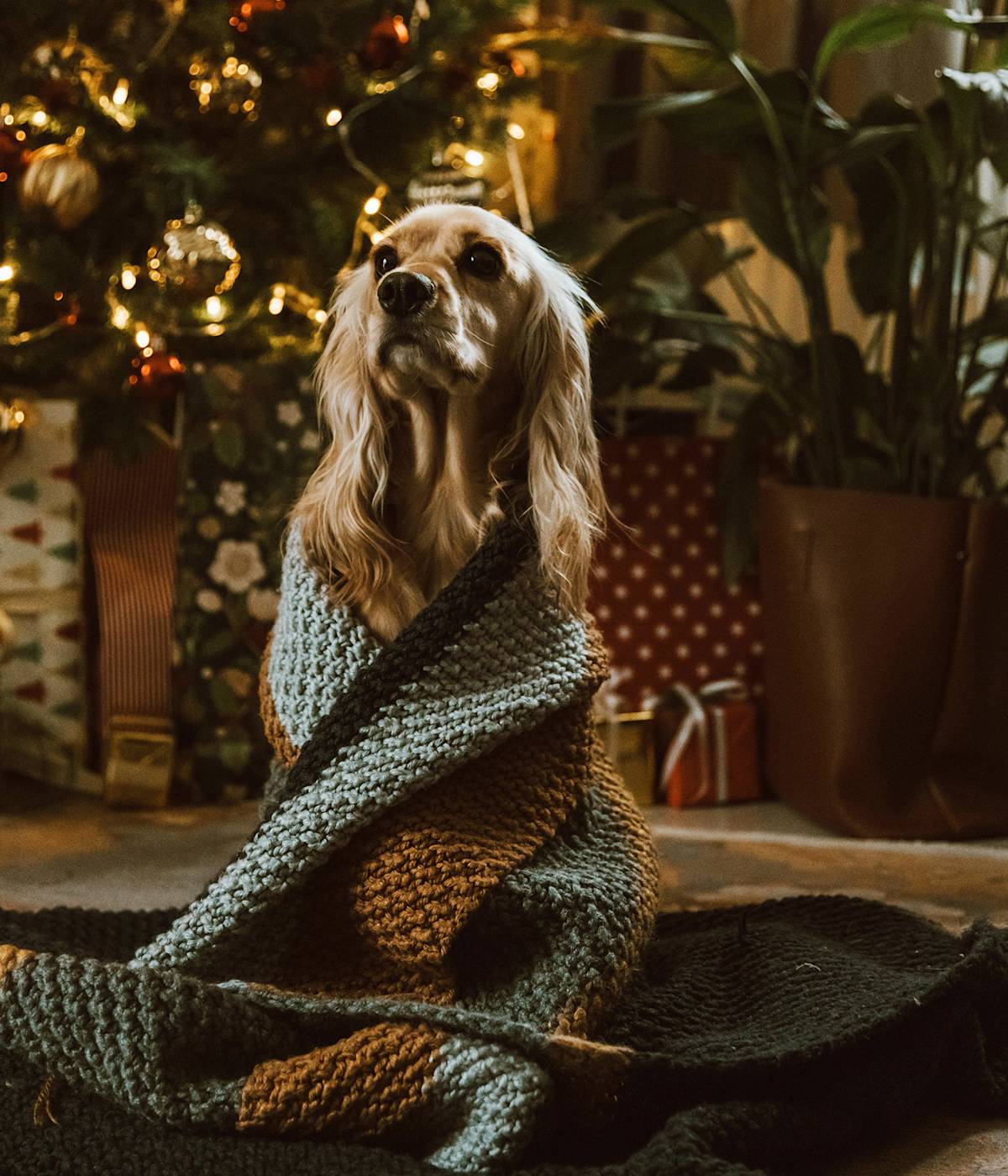 spaniel dog wrapped in a blanket by a Christmas tree