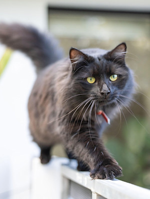 A fluffy black cat walking along the top of a fence.