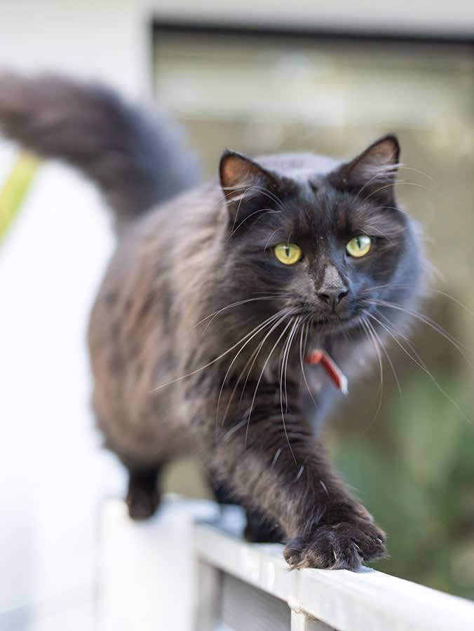 A fluffy black cat walking along the top of a fence.