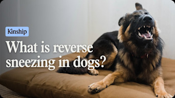 Why Is My Dog Honking?! Reverse Sneezing Explained by a Vet