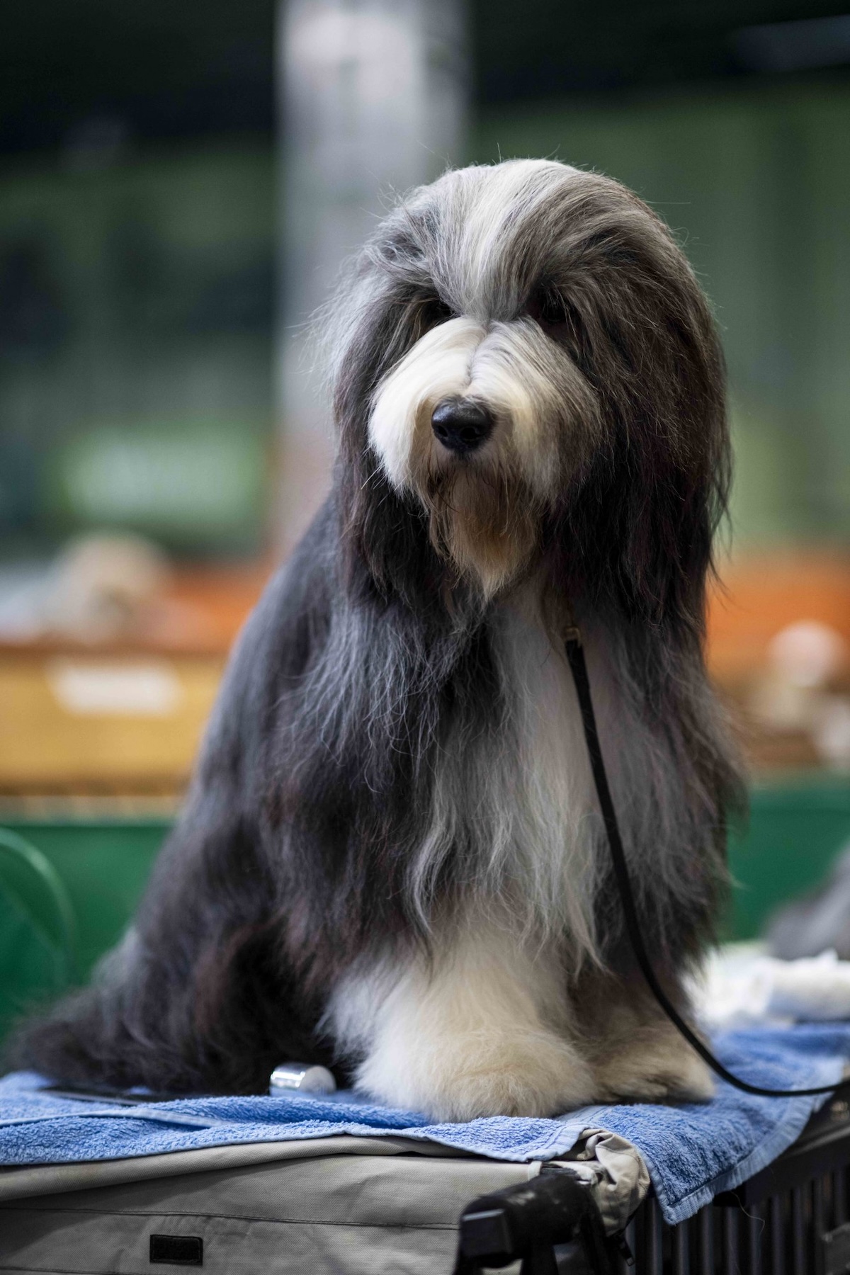 a bearded collie with combed hair