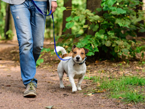 Dog on a walk