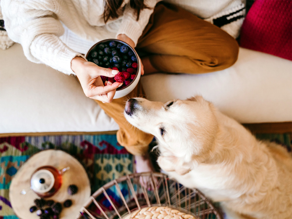 Woman holding a bowl of fruits with blueberries and raspberries with her dog at home during breakfast. 