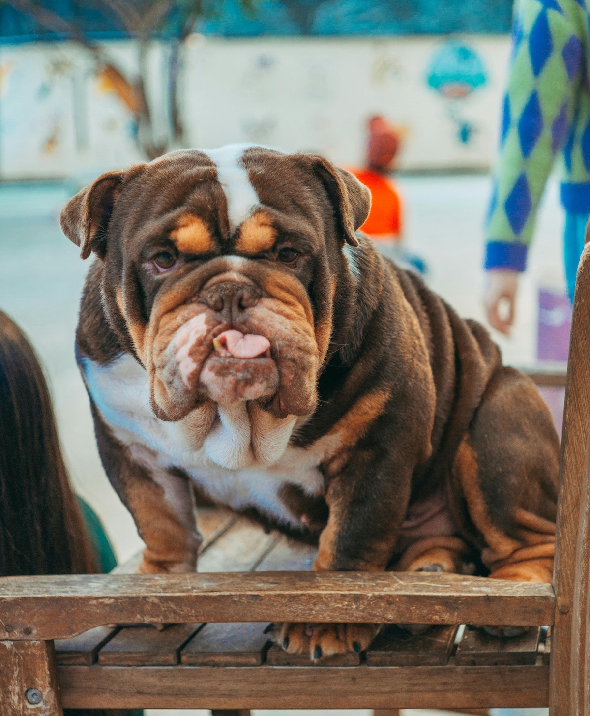 a picture of a brown bulldog sitting on a park bench sticking their tongue out