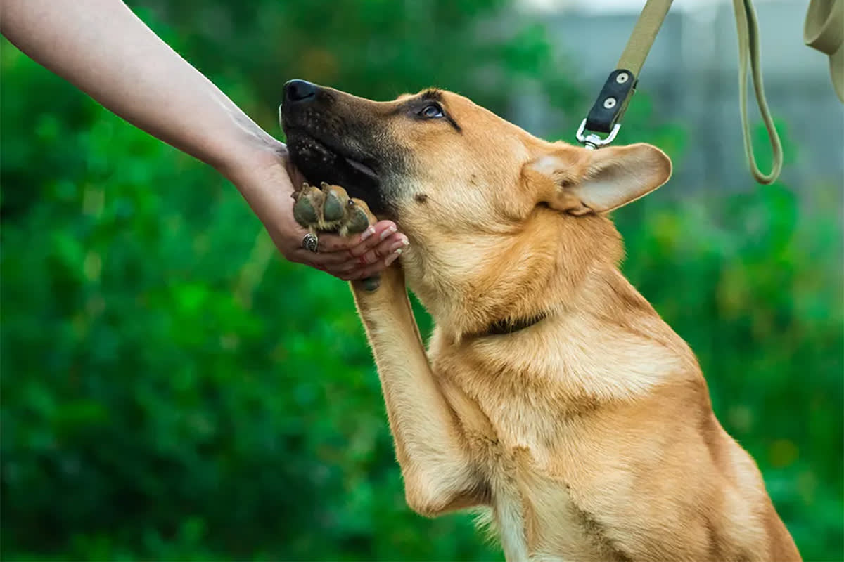 dog puts up paw to pet parent
