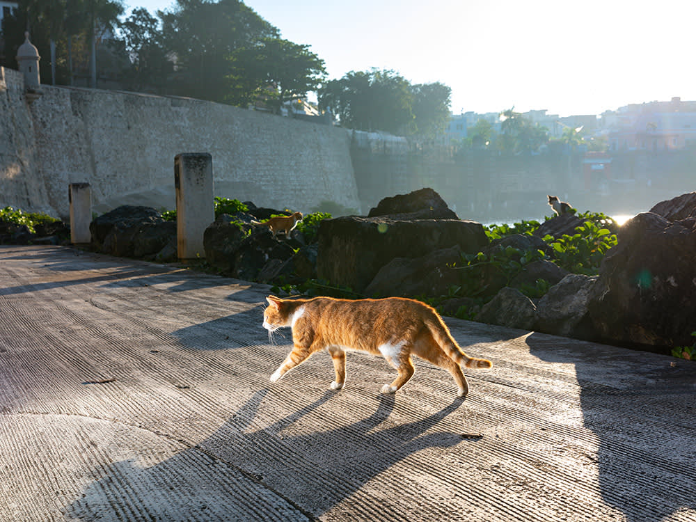 orange cat walks in the morning in Puerto Rico