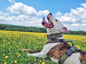 a brown and white dog sits in a field of buttercups