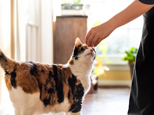 Person training a cat with a treat in their hand