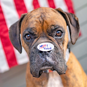 Cute dog with "I Voted" sticker.
