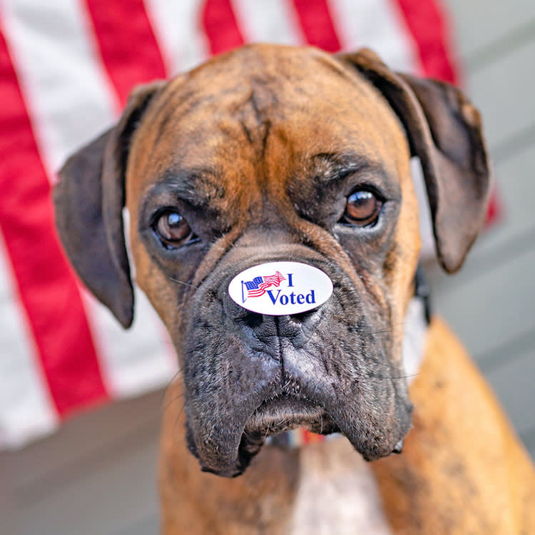Cute dog with "I Voted" sticker.