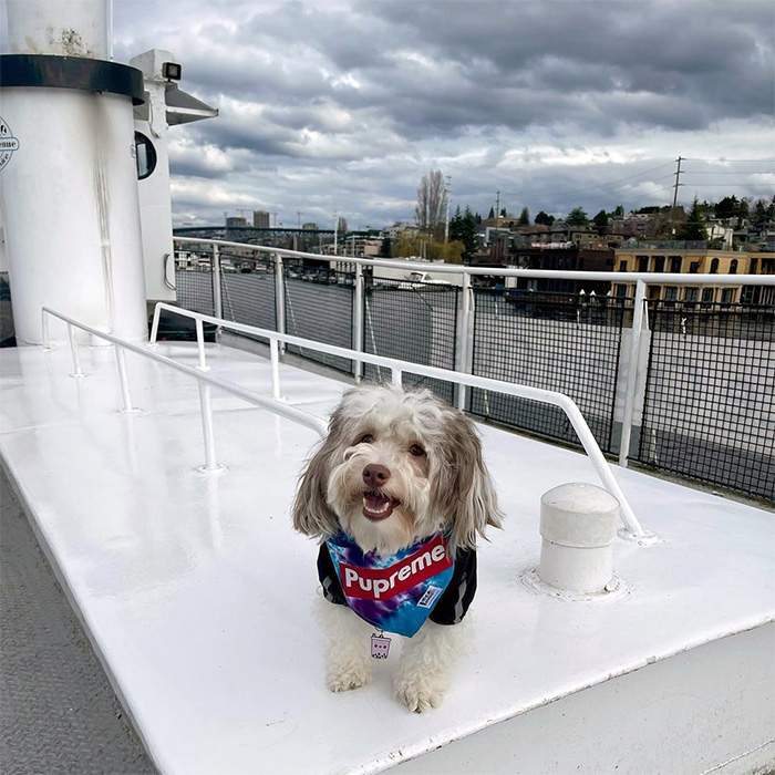 a dog on the Ice Cream Cruise