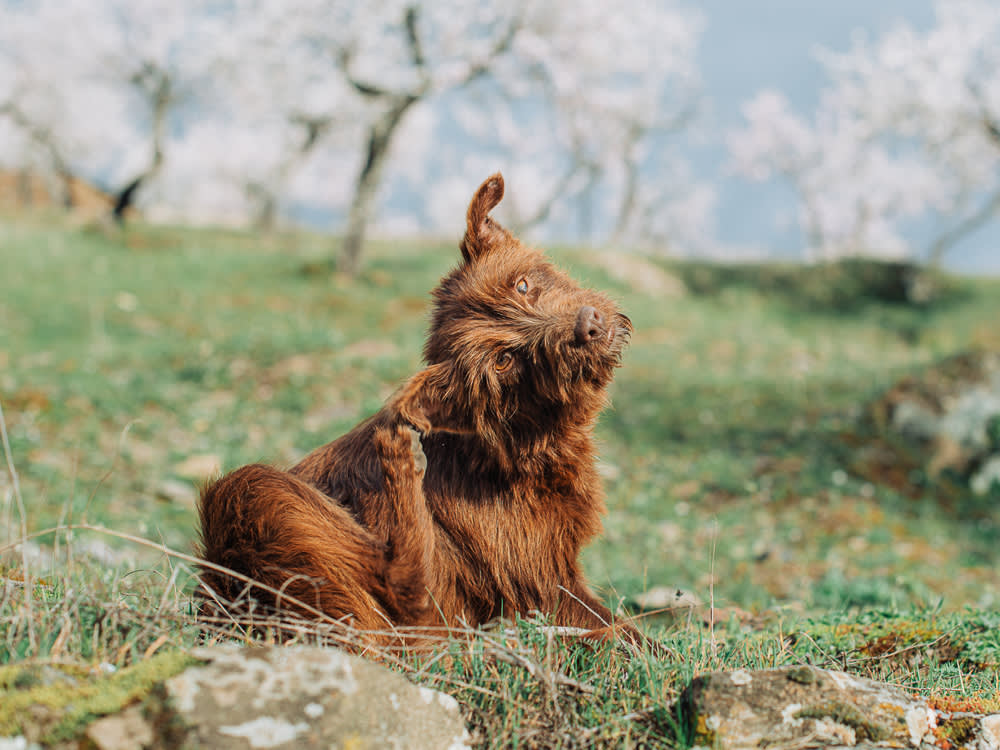 Brown terrier dog scratching its ear outdoors