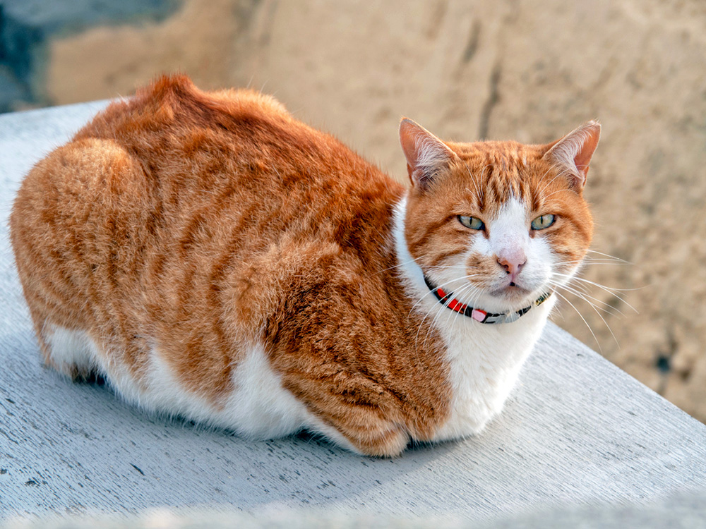 Tomcat laying outside.