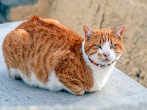 Tomcat laying outside.