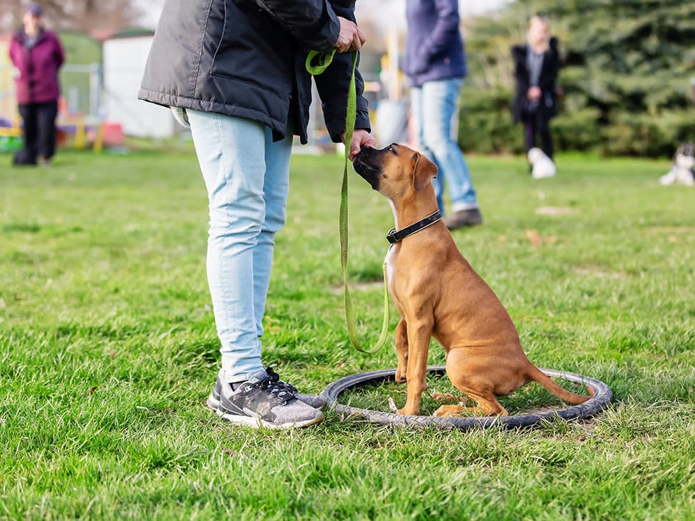 Dog trainer reinforcing good behavior with a young boxer dog on a dog training field