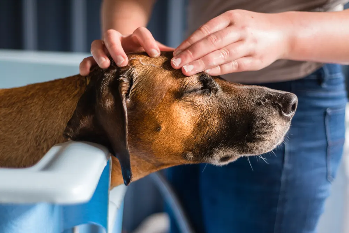 person getting a tick off their dog