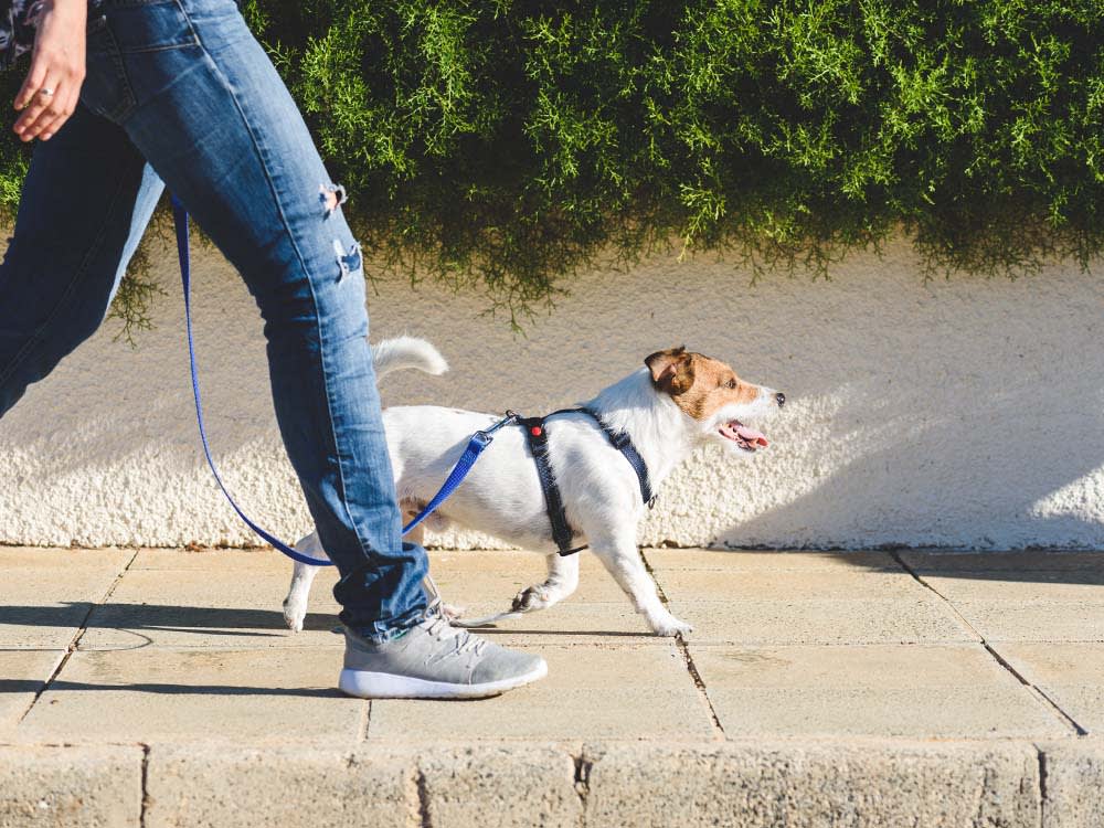 Dog walker walking with her pet on leash on the sidewalk