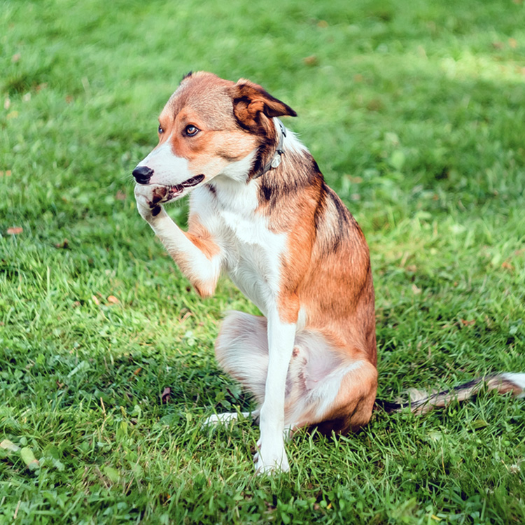 Dog biting his nails outside in the grass.