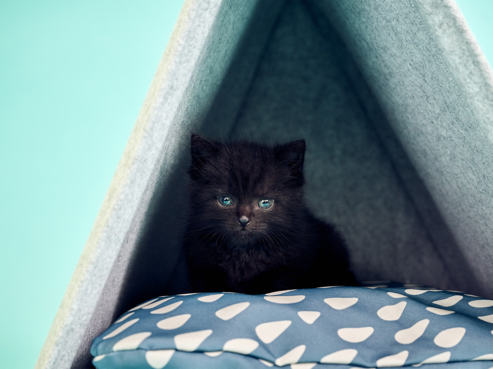 Black kitten with blue eyes hiding in a triangle cat bed