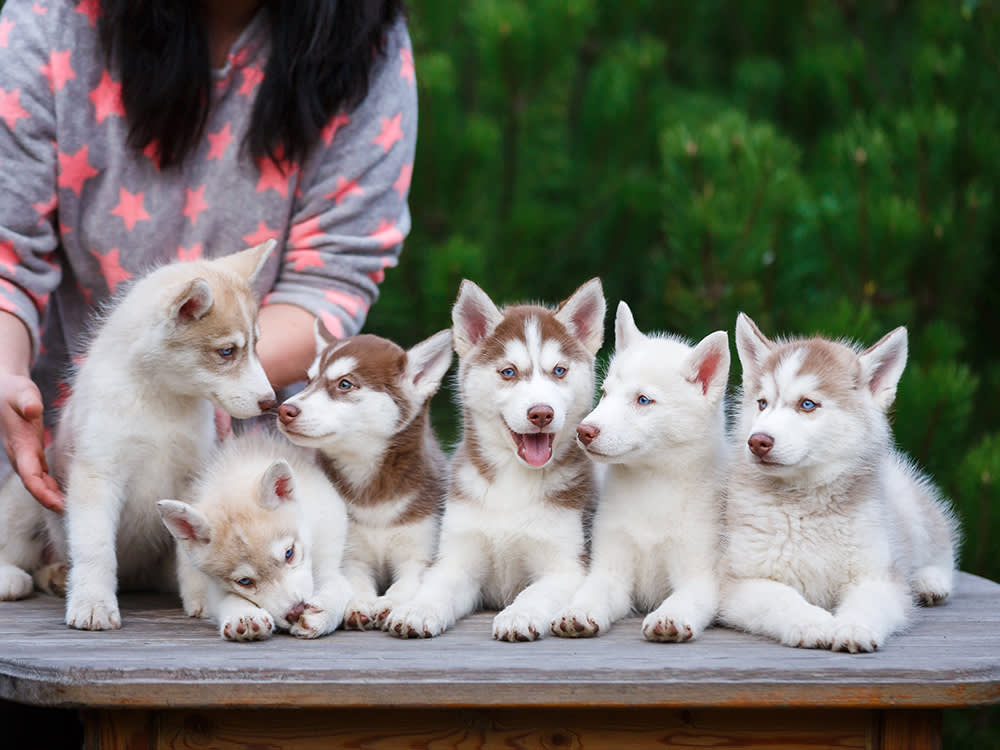 Portrait of six pure-bred Husky puppies sitting side by side on a table while their breeder tried to arrange them for a photo in the background