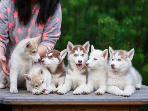 Portrait of six pure-bred Husky puppies sitting side by side on a table while their breeder tried to arrange them for a photo in the background
