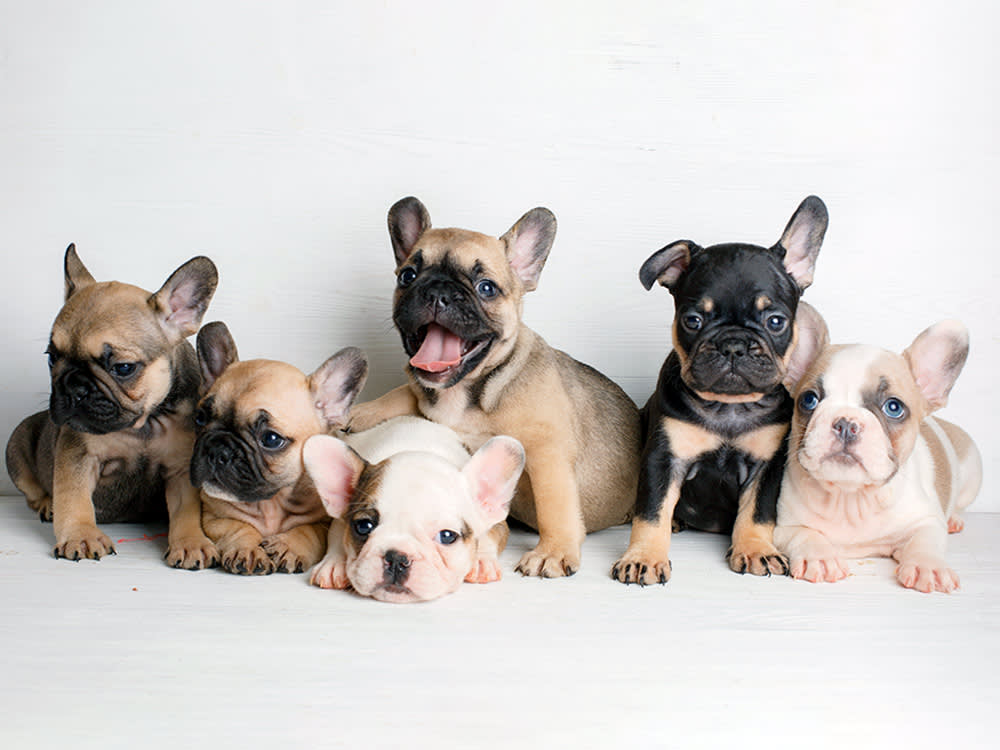 Group french bulldog puppies.
