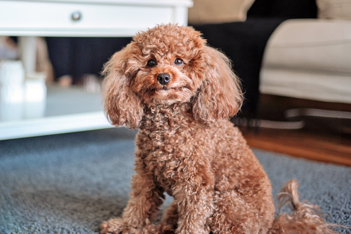 Toy Poodle