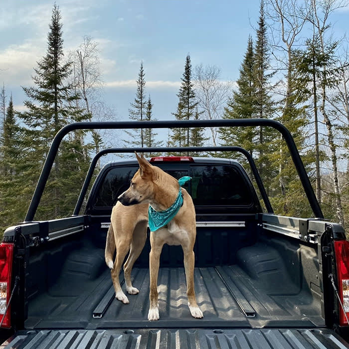 a dog in the back of a Nissan Frontier