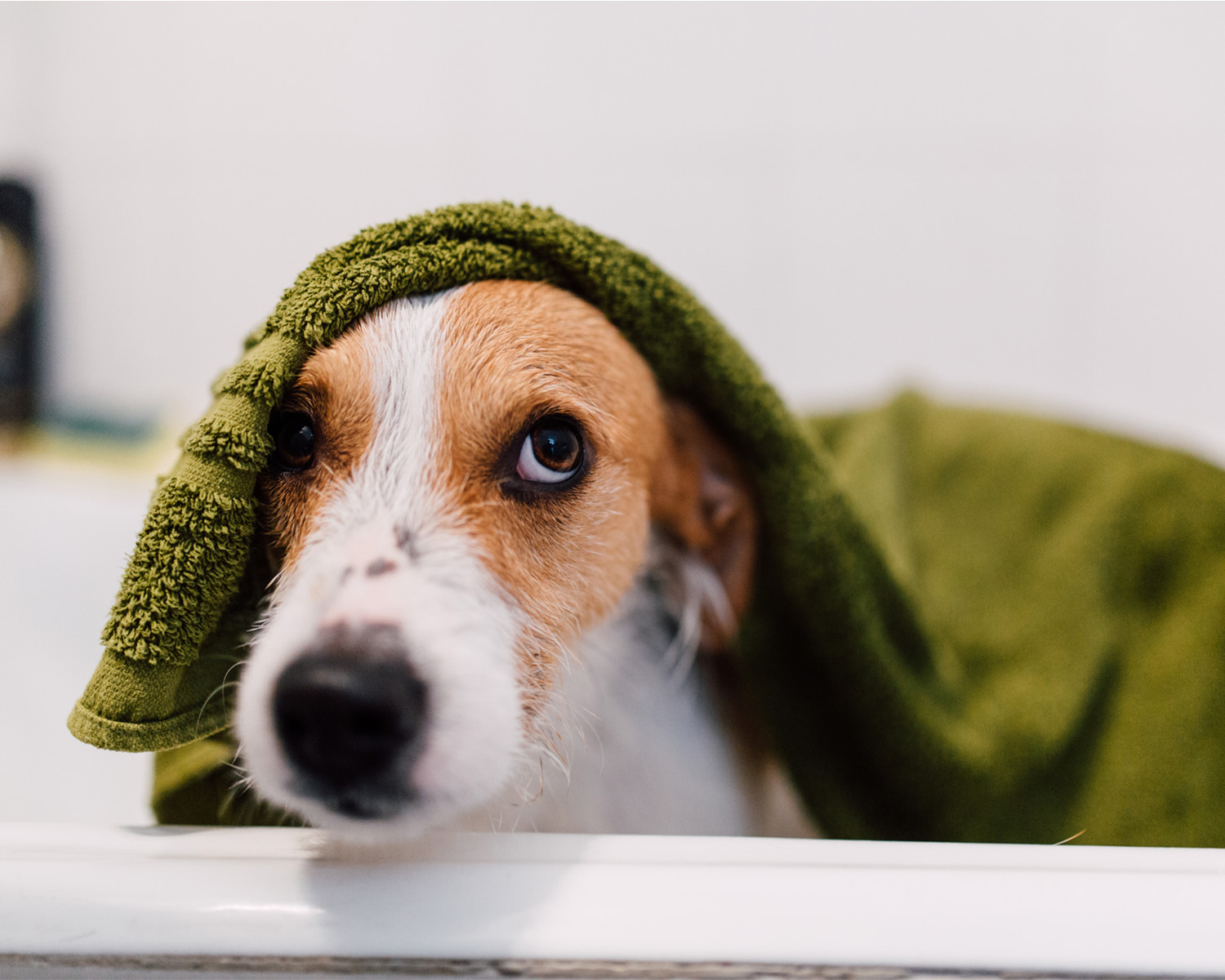 a dog in a bath under a green towel looking accusingly at the camera