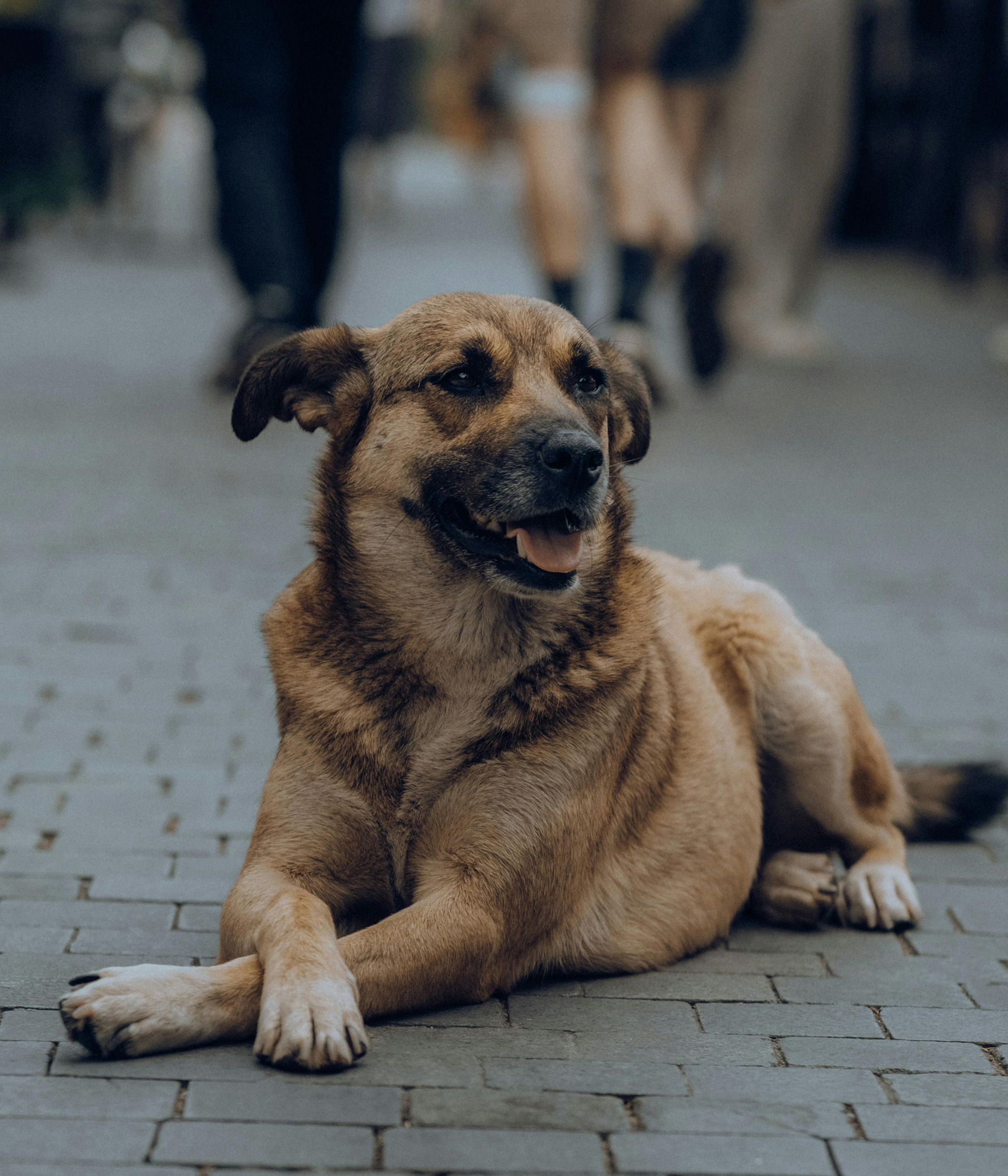 street dog lying down with paws cross