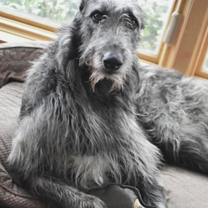 The owner of a champion show dog claims her dog died after eating a new shipment of dog food.