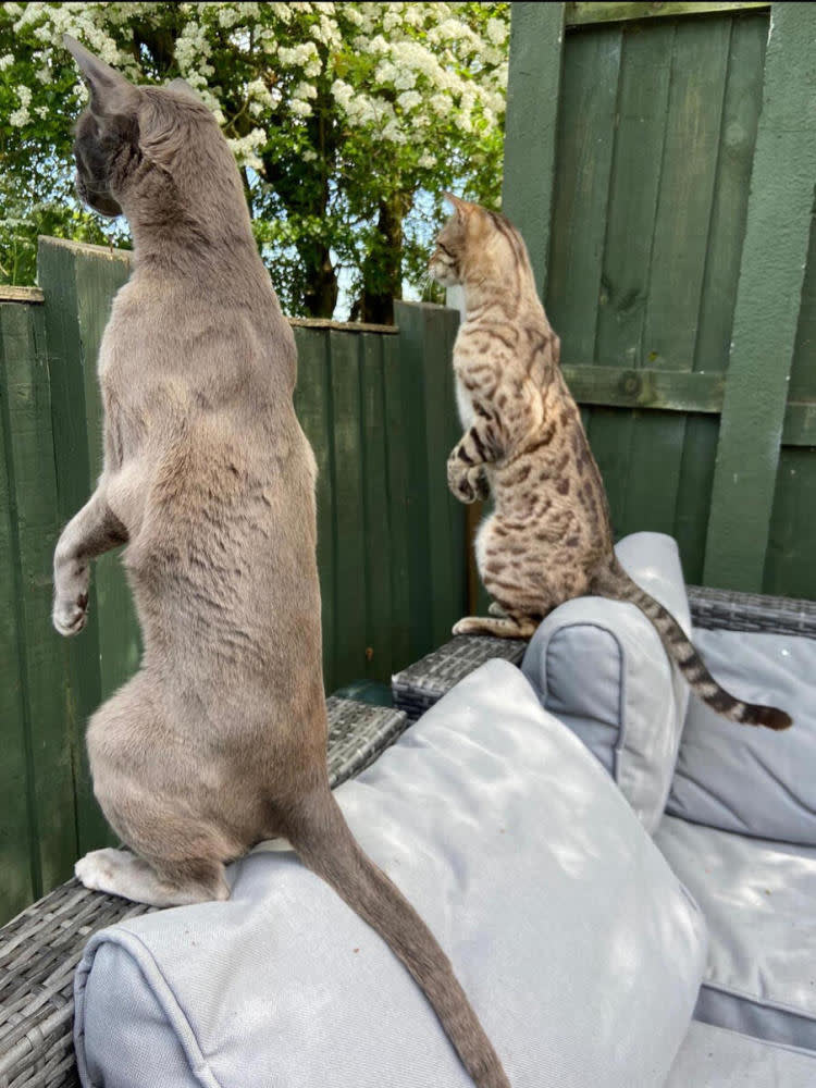 Two cats standing on their hind legs peering over a green fence.