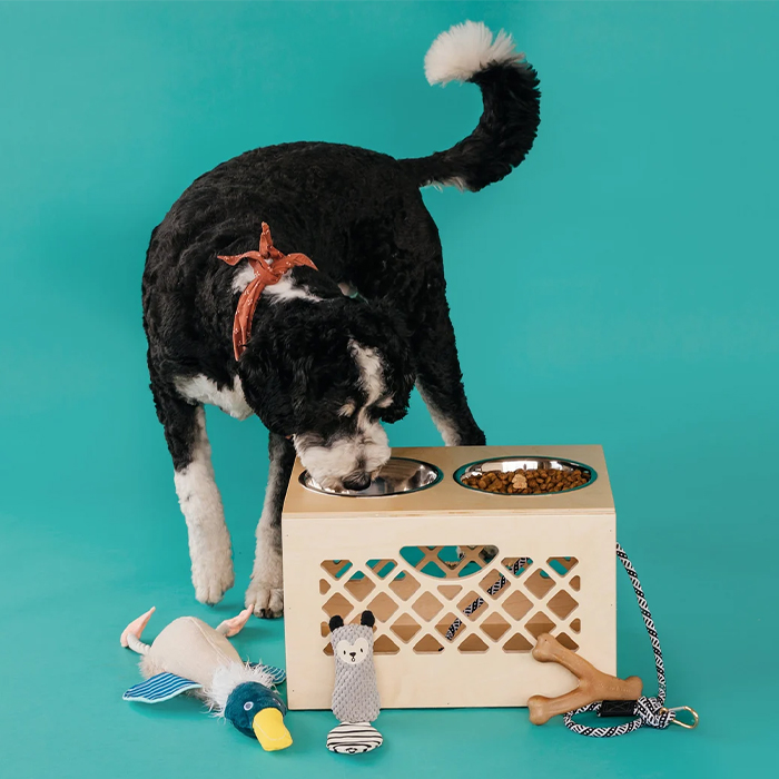 dog eating out of pet bowl