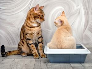 Two cats looking at each other while one sits in a little box.