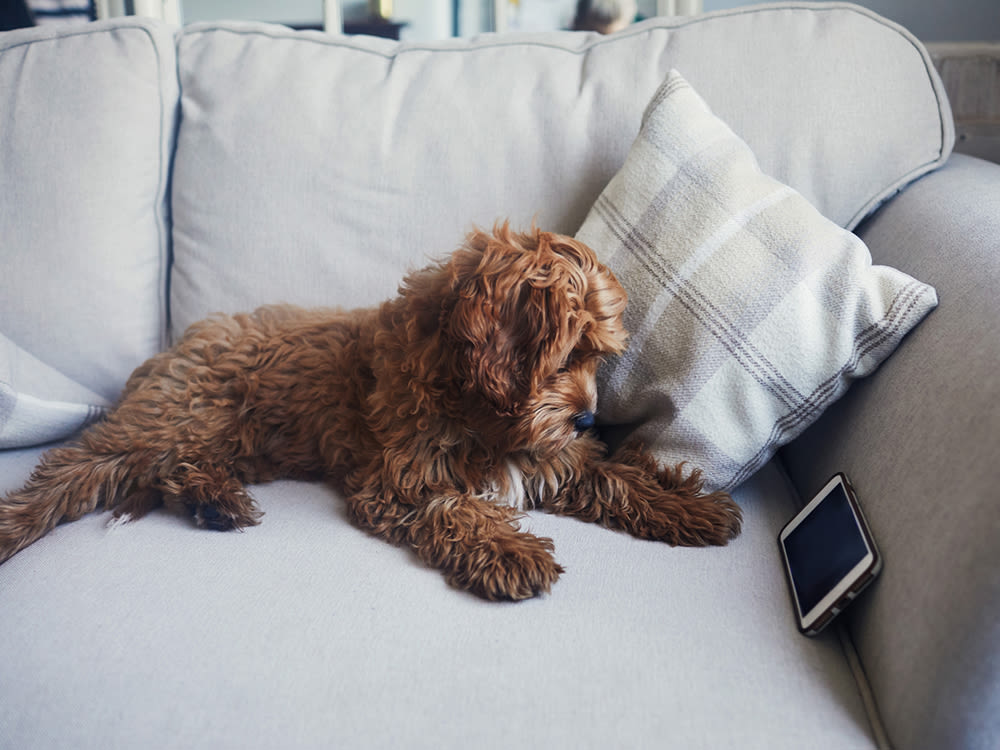 Brown puppy on grey couch watching a smart phone