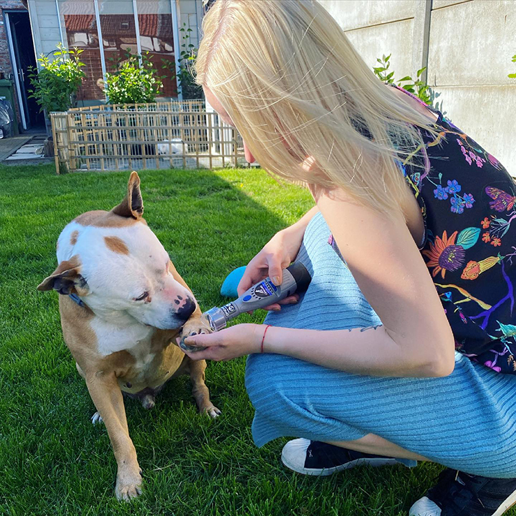 Blonde woman wearing a colorful knit blouse and a blue skirt kneeling on the grass in the backyard using a nail grinder on her Pitbull dog
