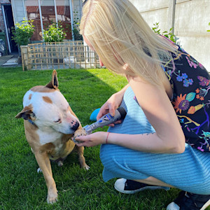 Blonde woman wearing a colorful knit blouse and a blue skirt kneeling on the grass in the backyard using a nail grinder on her Pitbull dog