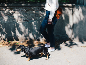 Woman walking her small black dog outside on leash.
