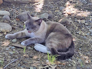 In this photograph provided by Alexandra Betts, the cat, Rayne Beau, is seen eating food provide by Betts in Roseville, Calif., in Aug. 2024.