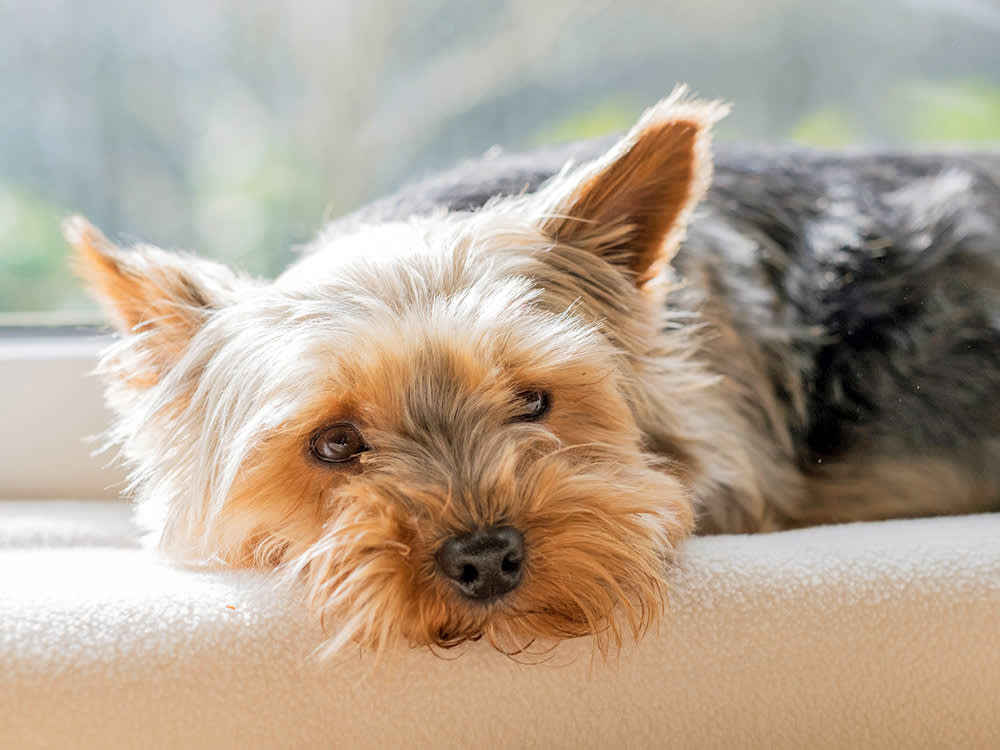 a Yorkshire Terrier rests on the windowsill